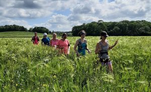 A line of runners on a guided trail run running through a field of barley and yellow flowers